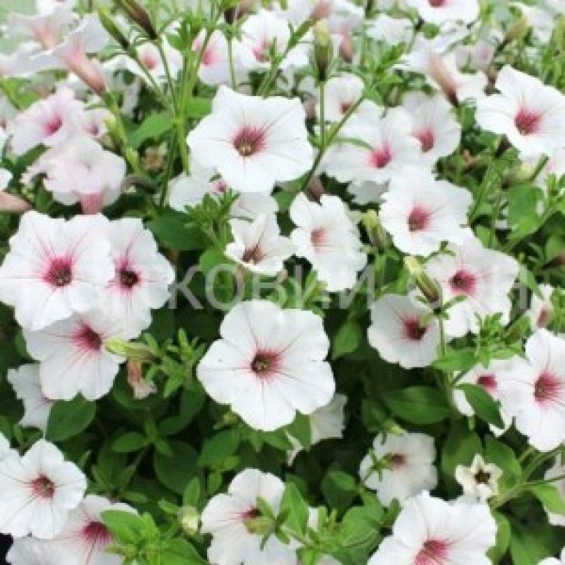 Vista Silverberry4_300x300